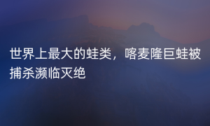 世界上最大的蛙类，喀麦隆巨蛙被捕杀濒临灭绝