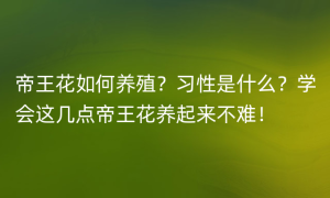 帝王花如何养殖？习性是什么？学会这几点帝王花养起来不难！