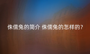 侏儒兔的简介 侏儒兔的怎样的？