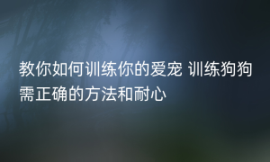 教你如何训练你的爱宠 训练狗狗需正确的方法和耐心