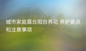 城市家庭露台阳台养花 养护要点和注意事项