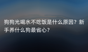 狗狗光喝水不吃饭是什么原因？新手养什么狗最省心？