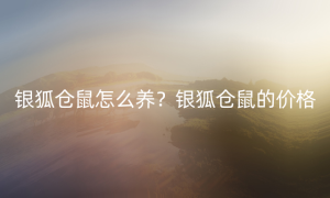 银狐仓鼠怎么养？银狐仓鼠的价格