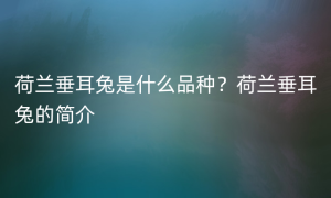 荷兰垂耳兔是什么品种？荷兰垂耳兔的简介