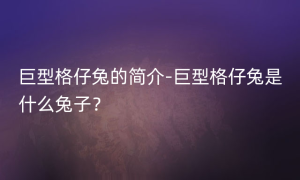 巨型格仔兔的简介-巨型格仔兔是什么兔子？