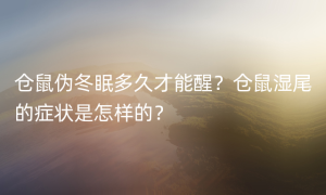 仓鼠伪冬眠多久才能醒？仓鼠湿尾的症状是怎样的？