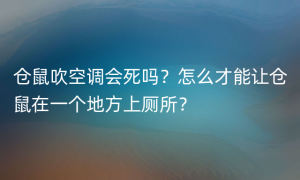 仓鼠吹空调会死吗？怎么才能让仓鼠在一个地方上厕所？