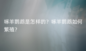 啄羊鹦鹉是怎样的？啄羊鹦鹉如何繁殖？