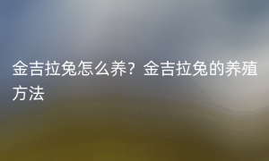 金吉拉兔怎么养？金吉拉兔的养殖方法