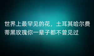 世界上最罕见的花，土耳其哈尔费蒂黑玫瑰你一辈子都不曾见过