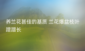 养兰花甚佳的基质 兰花爆盆枝叶蹭蹭长