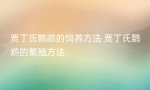 贾丁氏鹦鹉的饲养方法 贾丁氏鹦鹉的繁殖方法